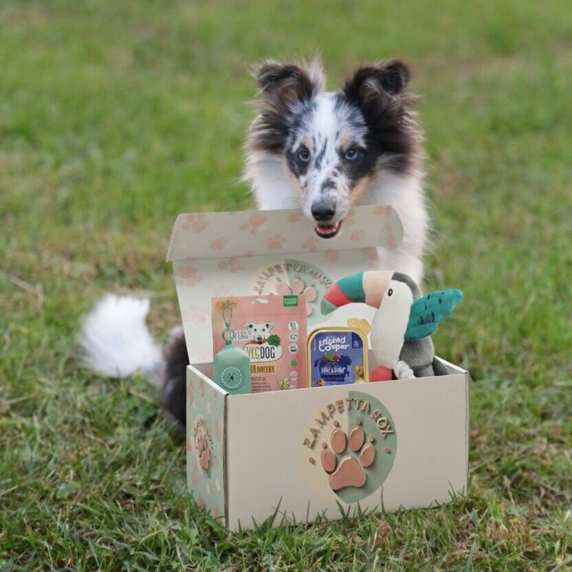 Cane e gatto che giocano felici insieme